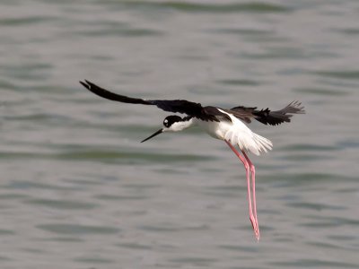 Black-necked Stilt _7286680.jpg