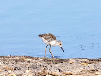 Black-necked Stilt chick _7266474.jpg