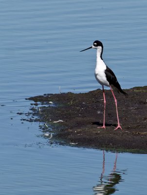 Black-necked Stilt male _7266536.jpg
