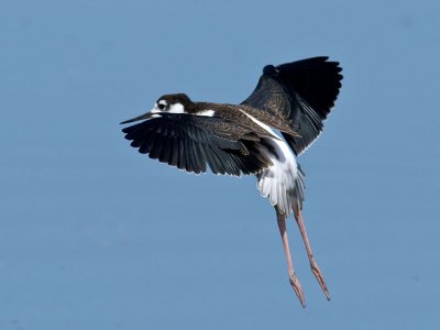 Black-necked Stilt female _8127308.jpg