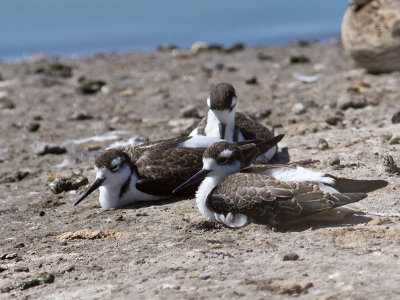 Black-necked Stilts _8147333.jpg