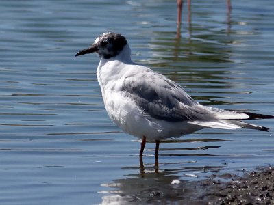 Bonaparte's Gull _8147340.jpg