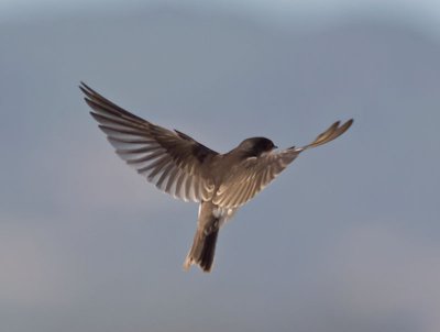 Tree Swallow _7205938.jpg