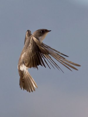 Tree Swallow _7205942.jpg