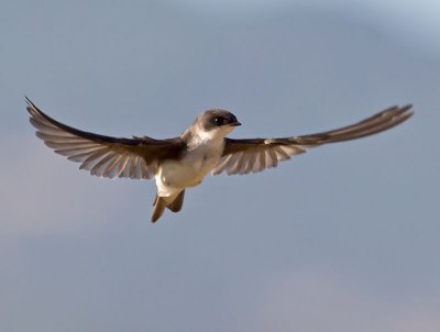 Tree Swallow _7206069.jpg