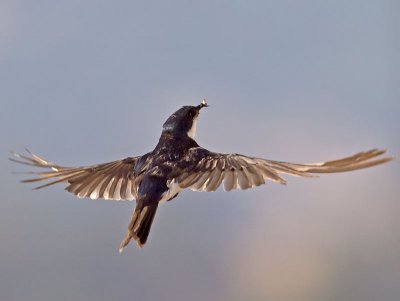 Tree Swallow _7206170.jpg
