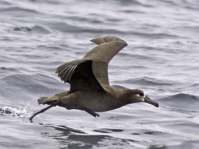 Black-footed Albatross _9117969.jpg