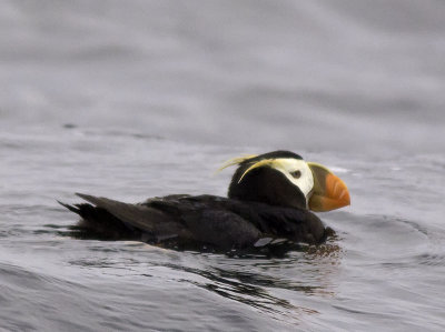 Tufted Puffin _9117905.jpg