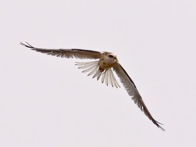 Juvenile White-tailed Kite _9228155.jpg