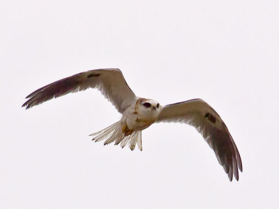 Juvenile White-tailed Kite _9228161.jpg