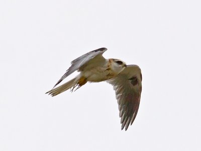 Juvenile White-tailed Kite _9228164.jpg