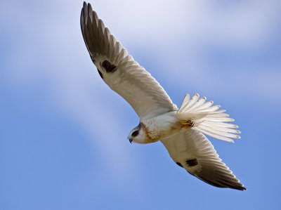 Juvenile White-tailed Kite _9238220.jpg