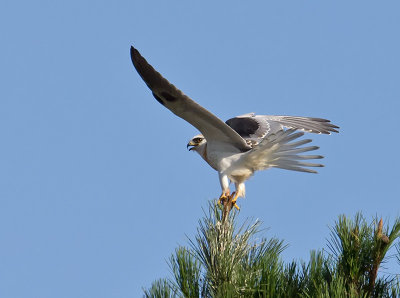 Juvenile White-tailed Kite _9238221.jpg