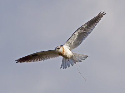 Juvenile White-tailed Kite _9238232.jpg