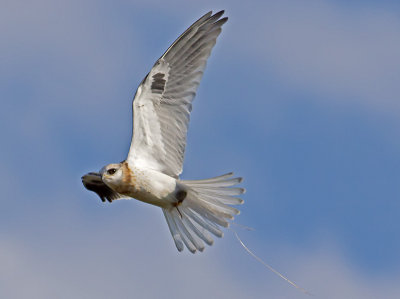 Juvenile White-tailed Kite _9238234.jpg