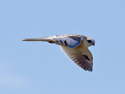 Juvenile White-tailed Kite _9238289.jpg