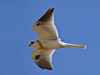 White-tailed Kites 2011