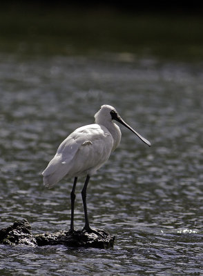 Royal Spoonbill _9298609.jpg