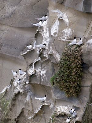 White-fronted Terns roosting  _A159743.jpg