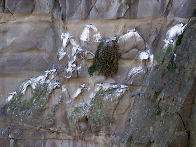 White-fronted Terns roosting _A150086.jpg