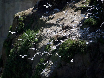 White-fronted Terns roosting _A150089.jpg