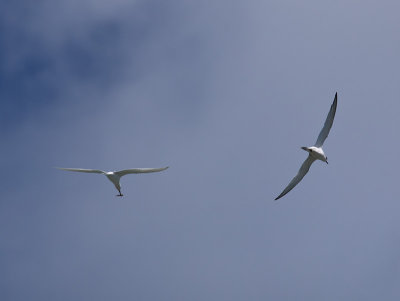 White-fronted Terns _A159981.jpg