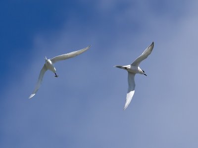 White-fronted Terns _A159980.jpg