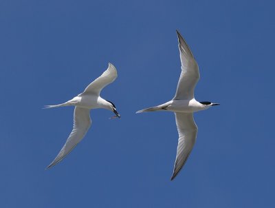 White-fronted Terns _A159975.jpg