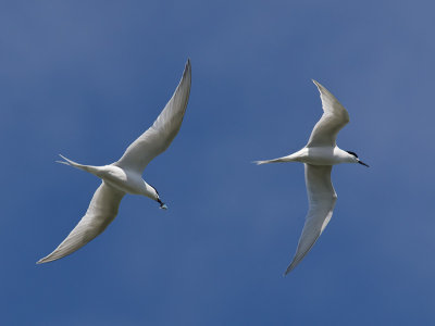White-fronted Terns _A159762.jpg