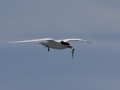 White-fronted Tern _A159894.jpg