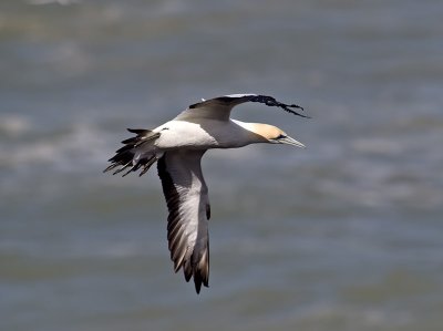 Gannets