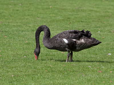 Land Birds