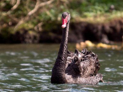 Black Swan _9298621.jpg