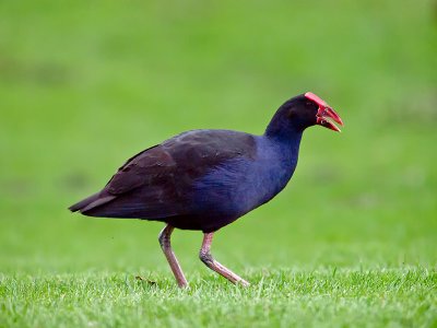 Pukeko _9298360.jpg