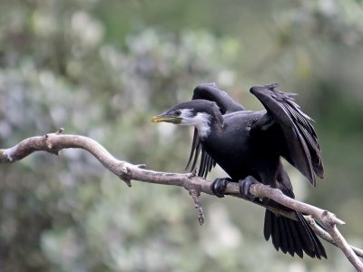 Little Shag _9298436.jpg