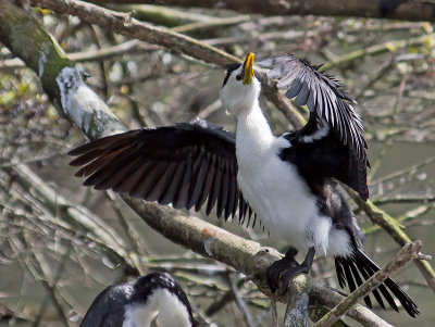 Little Shag _9298526.jpg
