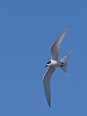 White-fronted Tern _A038631.jpg