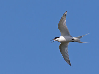White-fronted Tern _A038633.jpg