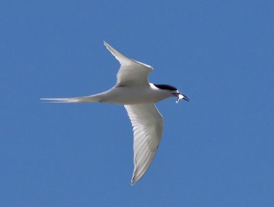 g4/76/426376/3/139089761.SKXNJpKw.jpg