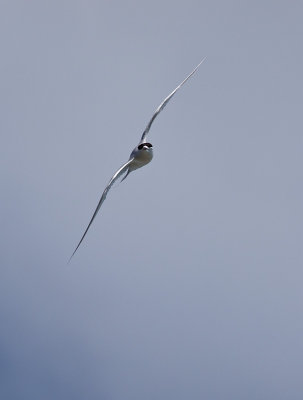 White-fronted Tern _A159974.jpg