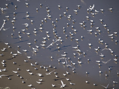 White-fronted Terns _A038642.jpg