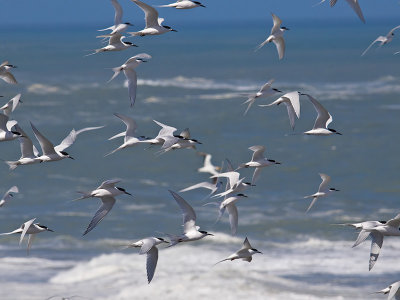 White-fronted Terns _A038730.jpg