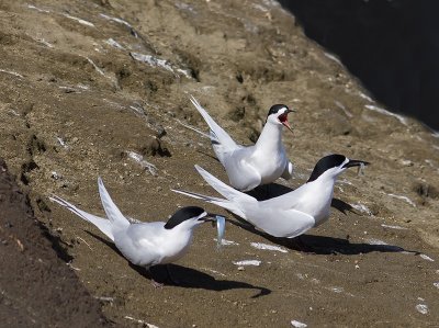 White-fronted Terns _A038964.jpg