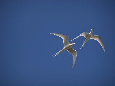 White-fronted Terns _A039051.jpg
