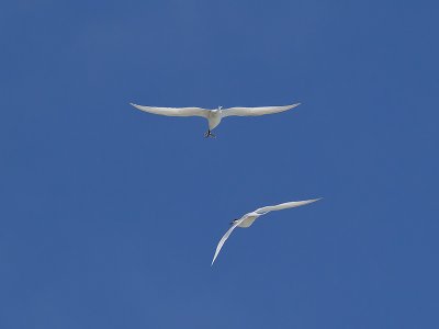 White-fronted Terns _A150064.jpg