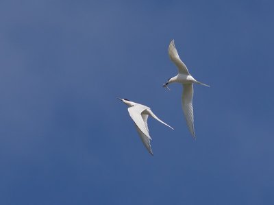 White-fronted Terns _A150069.jpg