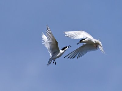 White-fronted Terns _A159718.jpg