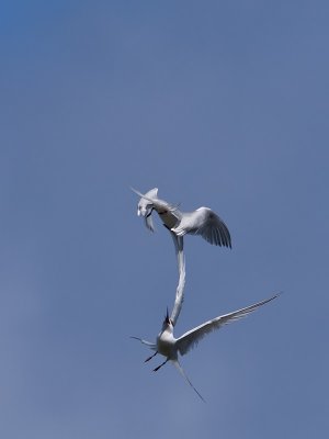 White-fronted Terns _A159719.jpg