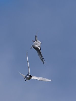 White-fronted Terns _A159720.jpg
