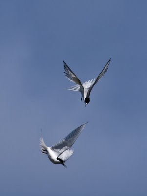 White-fronted Terns _A159721.jpg